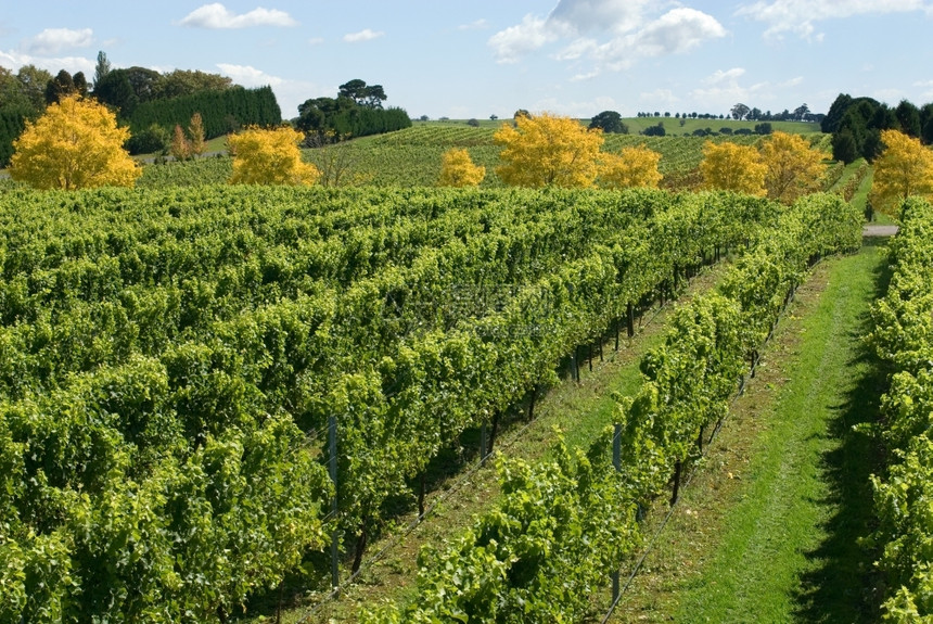 培养的葡萄藤颜色澳大利亚新南威尔士州部高地Sutton森林附近的葡萄园风景冷气候葡萄酒不断增长植物图片