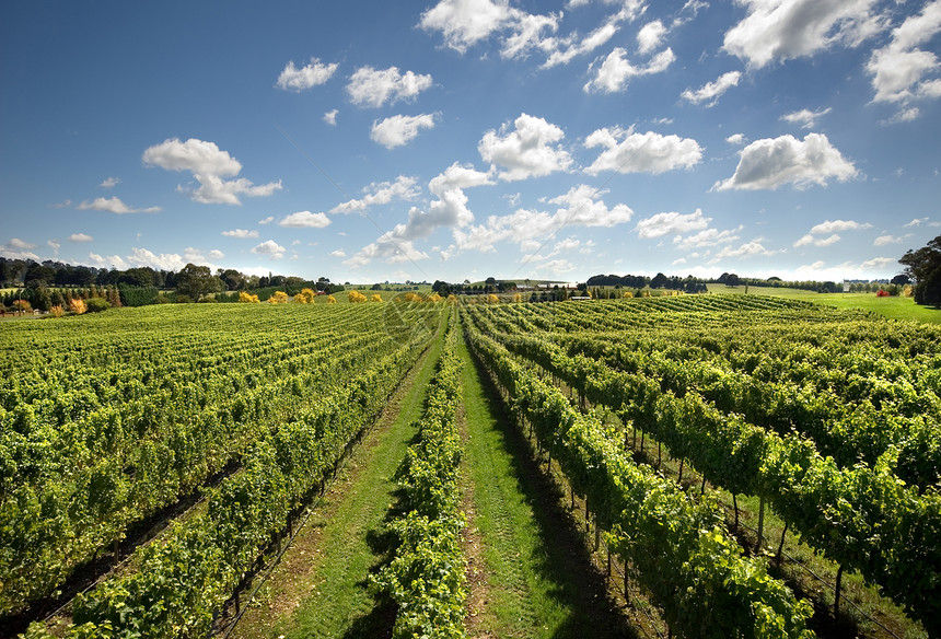 澳大利亚新南威尔士州部高地Sutton森林附近的葡萄园风景冷气候葡萄酒不断增长植物生景区葡萄藤图片