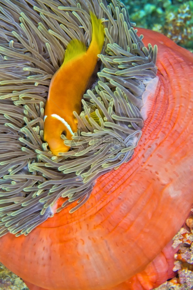 黑鳍阿内莫尼鱼安菲普龙格里斯大海阿内莫赫地克特大型渔业珊瑚礁南阿里环马尔代夫印度洋亚洲观察殖民动物群图片