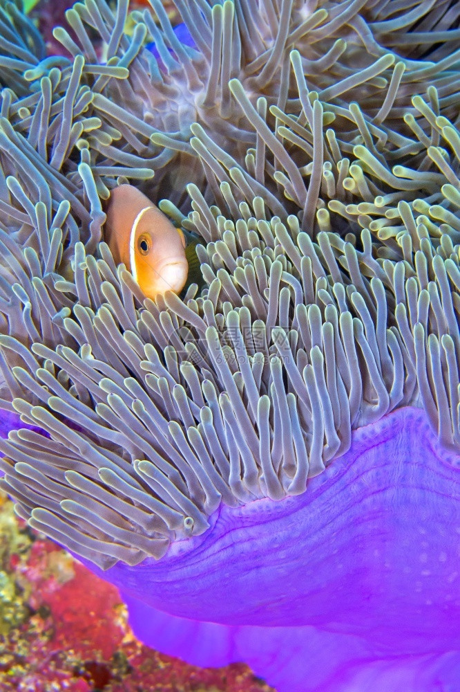 海葵水下印度人黑鳍阿内莫尼鱼安菲普龙格里斯大海阿内莫赫地克特大型渔业珊瑚礁南阿里环马尔代夫印度洋亚洲图片
