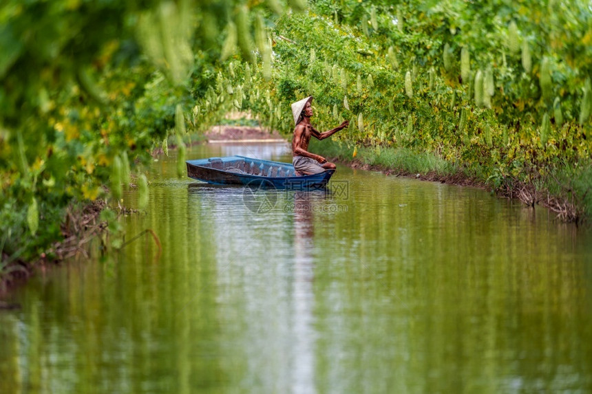 越南老人农夫在湖边传统船上站立以Vietnam风格AnphuAnGiang省越南蔬菜花园和农场概念的古植物园中维持产量东南超过活图片
