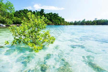 热带在靠近海岸线的环礁湖中生长青绿红树美丽的化海水和阳光明媚的夏季泰国拉农安达曼海清蓝天空气候翠背景图片