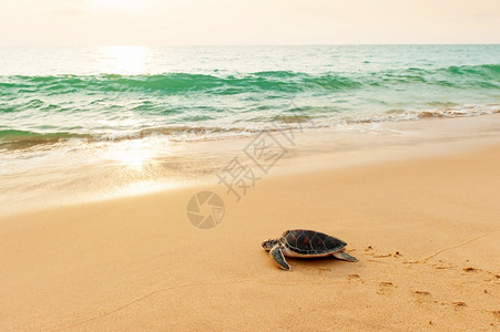 迈达斯海浪黑色的一只小绿海龟朝泰国ChooLampiHatThaiMueang公园日出海边的面洋飞去背景
