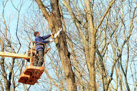 森林损坏的护目镜戴面具和西装的林业服务工人使用举起绞盘链锯在一个城市公园的树上砍干枝在举起绞头和连链锯清洁工的帮助下林业团队在吊背景图片