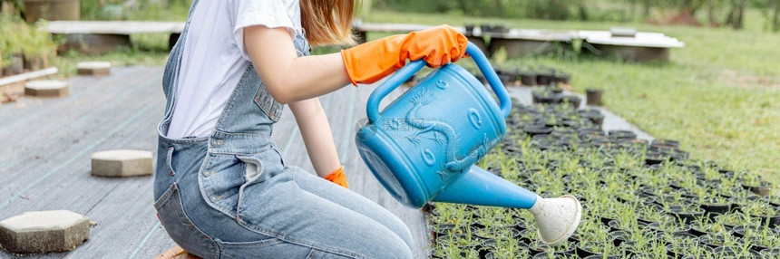 排园艺家女人的概念一位女园艺学家使用蓝色水罐给黑锅里很多小芽提供水的蓝罐农业图片
