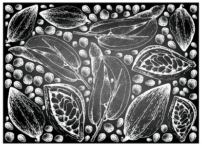 种子画束热带水果插图壁纸背景手绘素描的死Manrsquos手指蓝豆植物香肠和可或黑色板上的可果布玛小吃背景