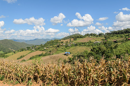 全景森林泰国山区部落村干旱的玉米梯田与山地脉对抗泰国区部落村蒋图片