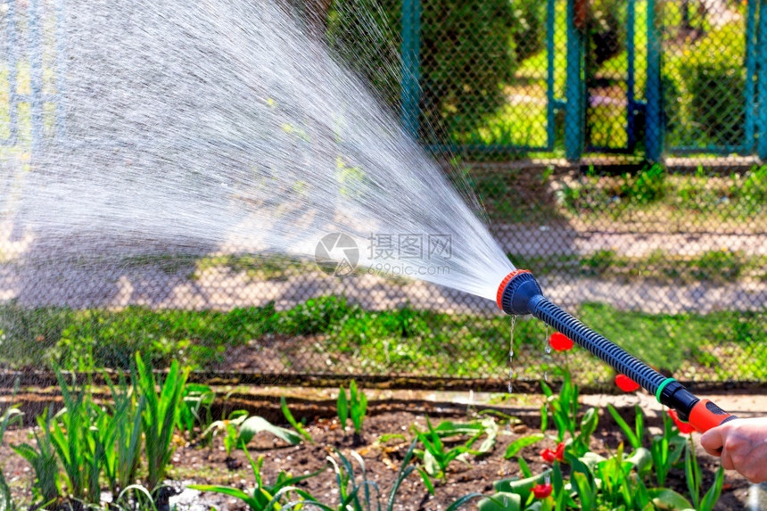 技术柔软的在明亮春日农民在花园中用棚浇灌水园丁举行花淋浴并在地上浇水基辅图片