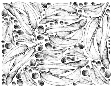 沼生苦苣菜丸热带水果绘制手画的拖线男子手指Decaisnea蓝豆植物白背景孤立的蓝菜果说明墙纸男人美味的设计图片