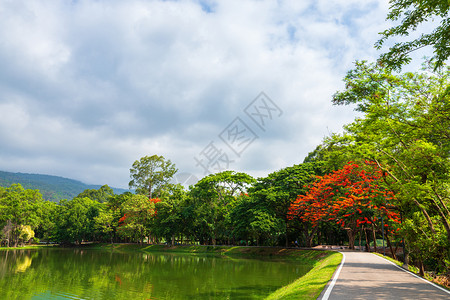 皇家凤仙花树孔雀昂街道AngKaew清迈大学AngKaew清迈皇家Poinciana山地蓝天背景白云山林自然之路山林自然之路背景