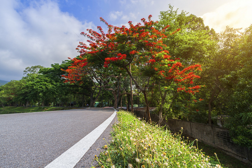 凤仙花的AngKaew清迈大学AngKaew清迈皇家Poinciana山地蓝天背景白云山林自然之路山林自然之路明亮的图片