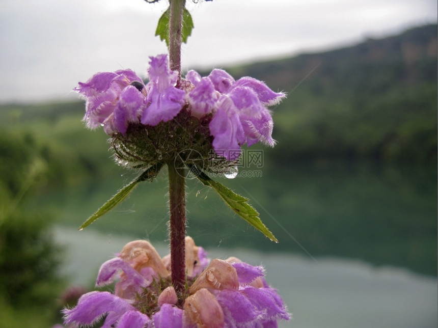 颜色天气岩石粉红的花和湖背景图片