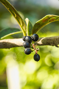 蓝莓水果甜的树枝成熟上黑化成野果被归类为一团野果图片