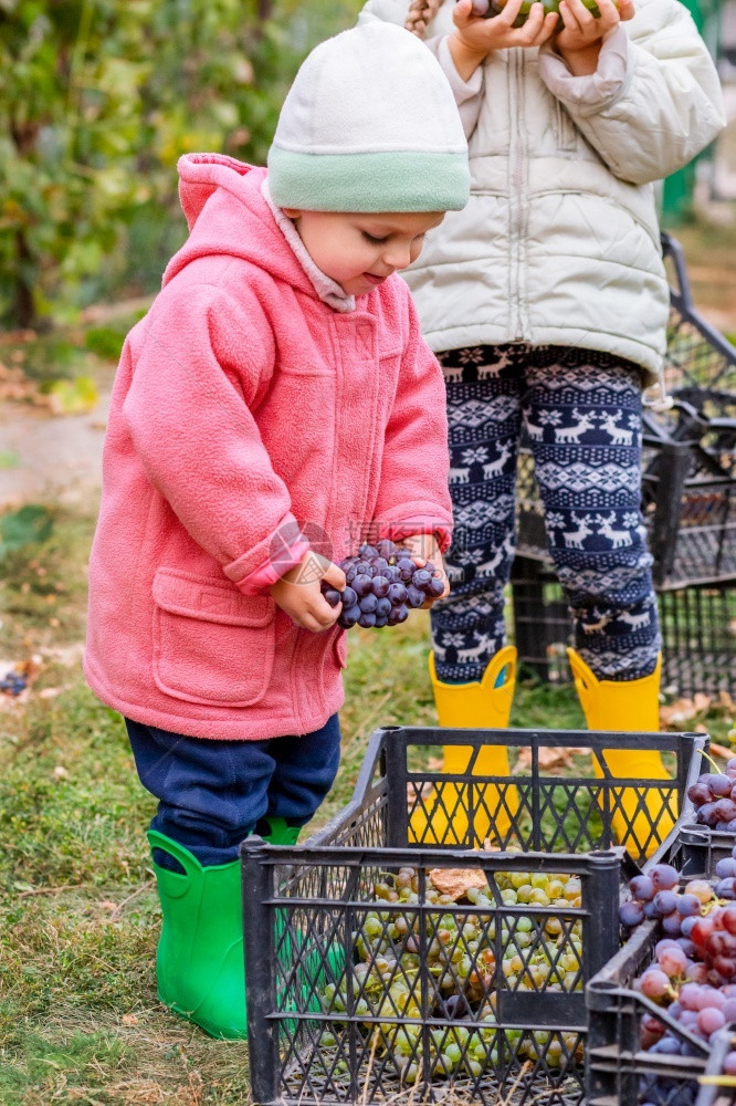 兄弟姐妹在花园里手拿着葡萄农场秋收孩子们撕葡萄放在盒子里农场种植有机水果农场秋收放在一个盒子里可爱的年轻自然图片
