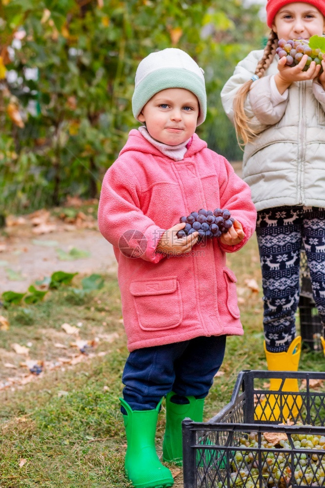 兄弟姐妹在花园里手拿着葡萄农场秋收孩子们撕葡萄放在盒子里农场种植有机水果农场秋收放在一个盒子里秋天他们的收获图片