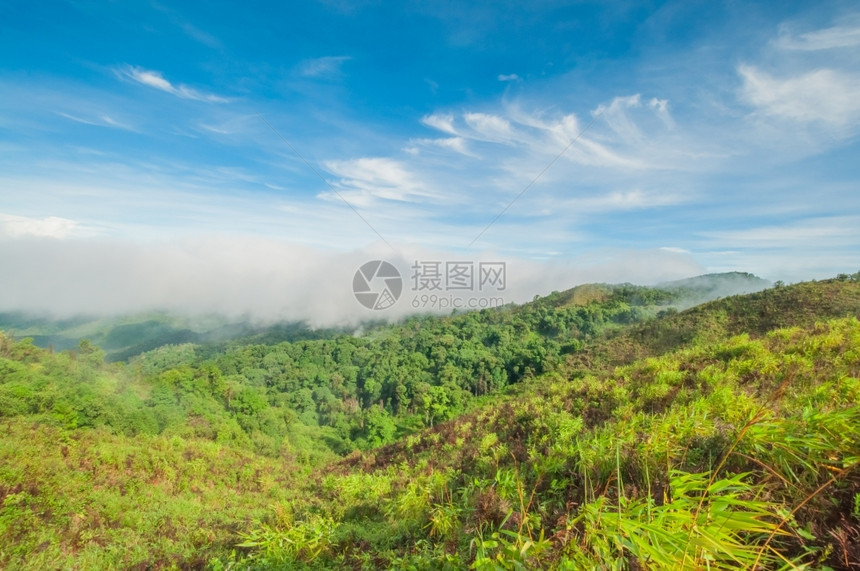 雨林中的晨雾穆迪田园诗般的极端图片