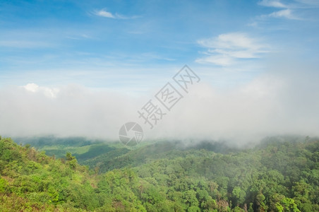环境多雾路段泰国雨林中的晨雾图片