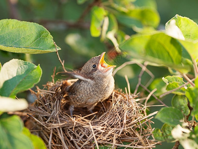 挨饿为了饥和被遗弃的幼鸟等待着母的亲在怀特罗亚共同白喉Sylviacomunis的巢穴里动物背景