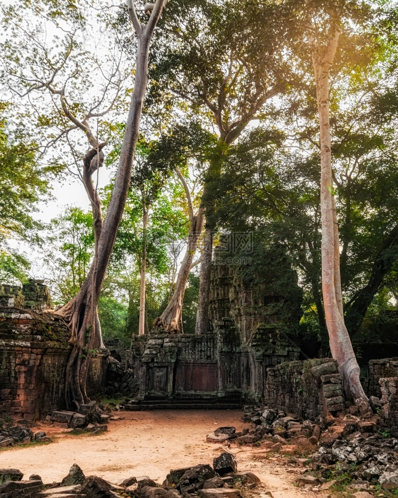 建筑学地标榕树柬埔寨旅游目的地暹粒日落吴哥Wat综合建筑群TaProhm古高棉建筑塔普罗姆庙树上长着巨大的班扬树图片