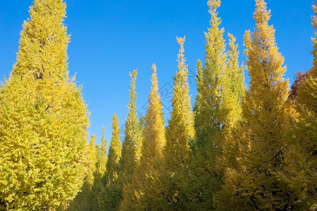 花仙子黄歆苑树上的叶是颜色变化从绿向黄秋季天蓝空背景在美二清国盖恩MeeijiJingguGaien它有美丽的京歌东日本概念的秋色照片用于自背景