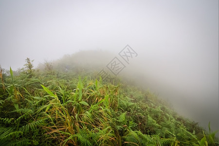多雾路段雨林中的晨雾森深图片