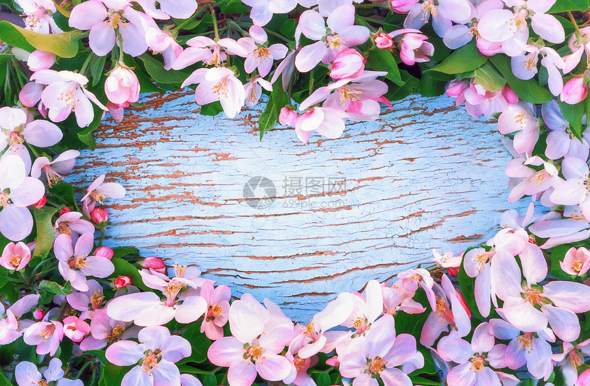 问候优质的以心脏形状浪漫盛开花卉背景贺卡苹果树枝粉红色花朵挂在旧蓝木本上围绕心形空间复制件心脏成形蓝木背景上的苹果闪光一面上贴着图片