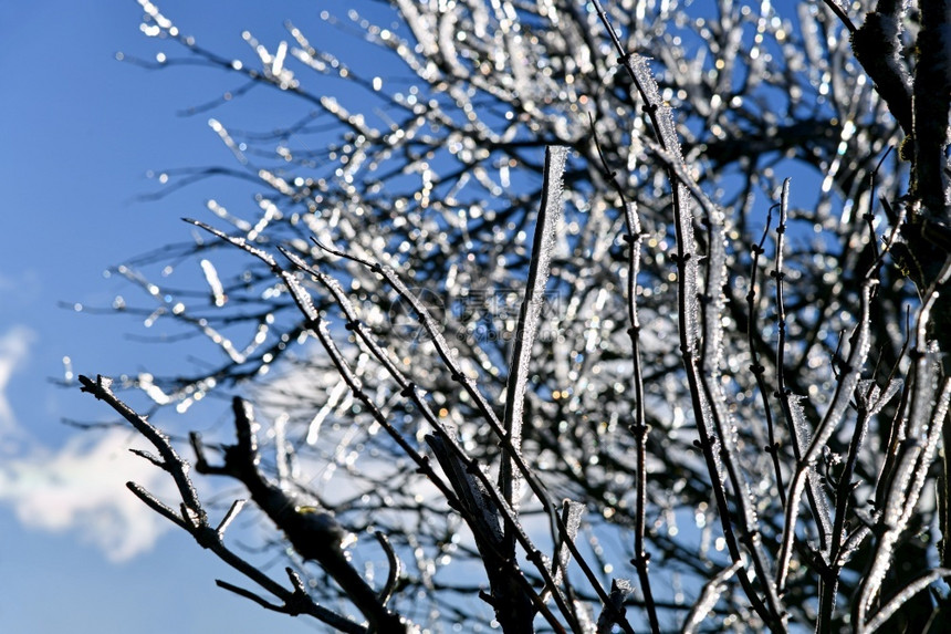 瓦瑟库佩冬天的冰树带丁基蓝色的冰冷图片
