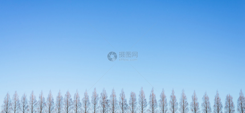 上市阳光在背景有着清蓝天空的松树行风景名胜图片