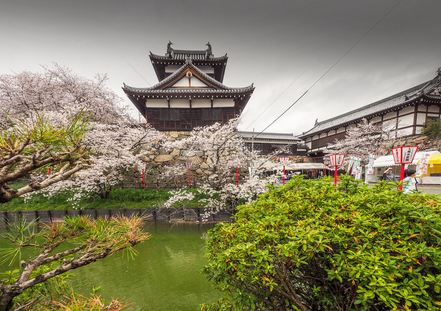 在纳拉有樱花的Koriyama城堡开花树木图片
