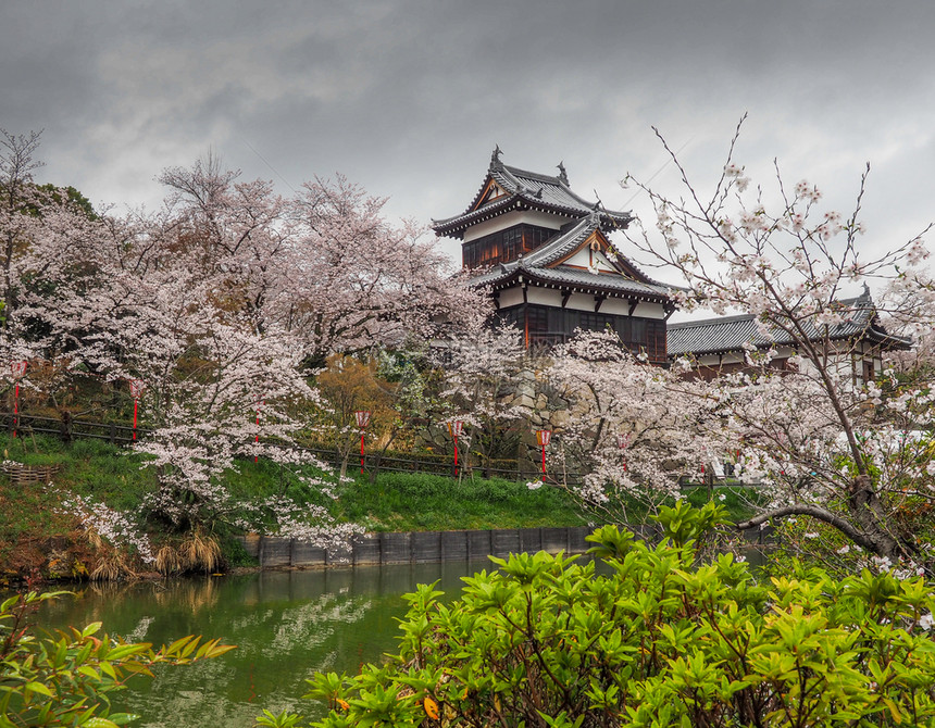 模糊细节在纳拉有樱花的Koriyama城堡护河图片