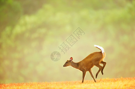 奔跑鹿可爱的平静绿色在泰国高叶家公园日出教科文组织世界遗产地的草原上一只小公牛在草地上迈出第一步背景