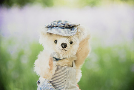 坐在公园院子的泰迪熊与白花和绿草一同坐落在公园院子上玩具假期情景图片