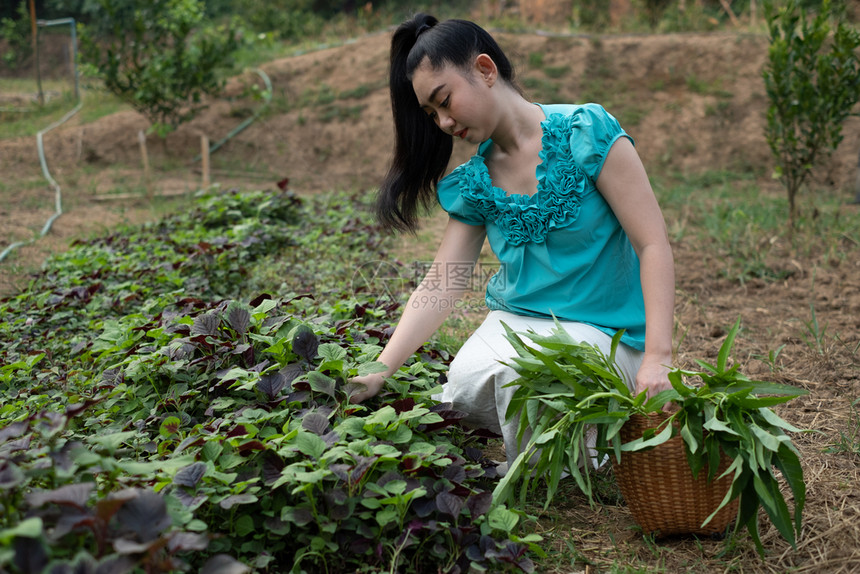 保持人类食物她的蔬菜花园中妇女美丽年轻园艺女亚洲她有一个篮子在菜园中收获新鲜的菠菜蔬红阿马拉尼特蔬菜科学名称Amaranthus图片