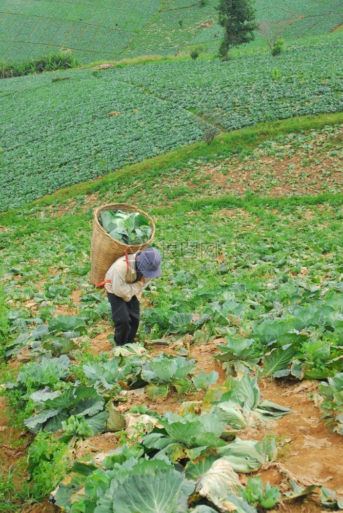 农夫在山上的卷心菜田工作营养健康园艺图片