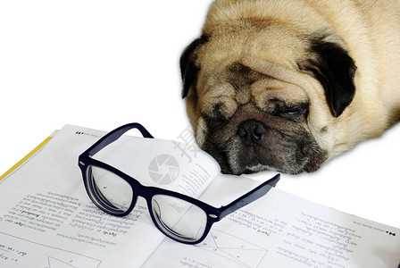 眼镜狗剧照狗在做作业时睡着了控制白色的教学背景