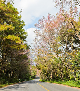 户外黄色的粉红樱花路高清图片