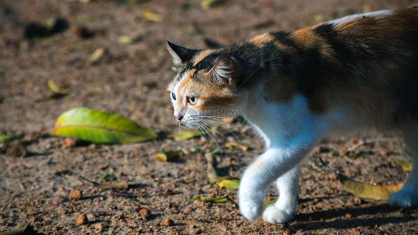 行走的流浪猫图片