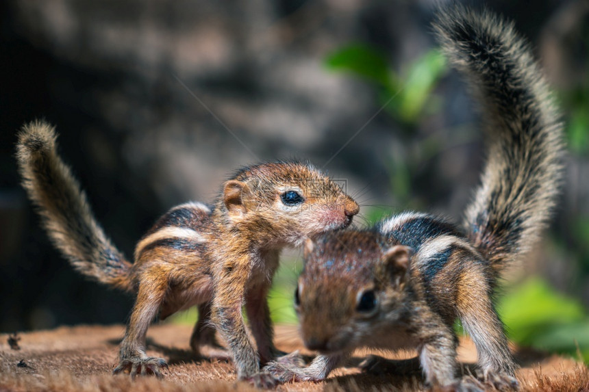 关心树小宠物松鼠在外面一起玩耍可爱和的孤儿松鼠婴几乎无法走路和爬行空中有毛绒尾巴三条纹棕榈松鼠前视照片骑图片