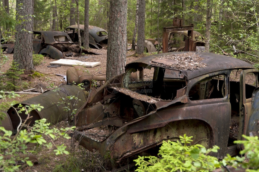 自然瑞典KirkoeMosse的汽车垃圾场综合树木图片
