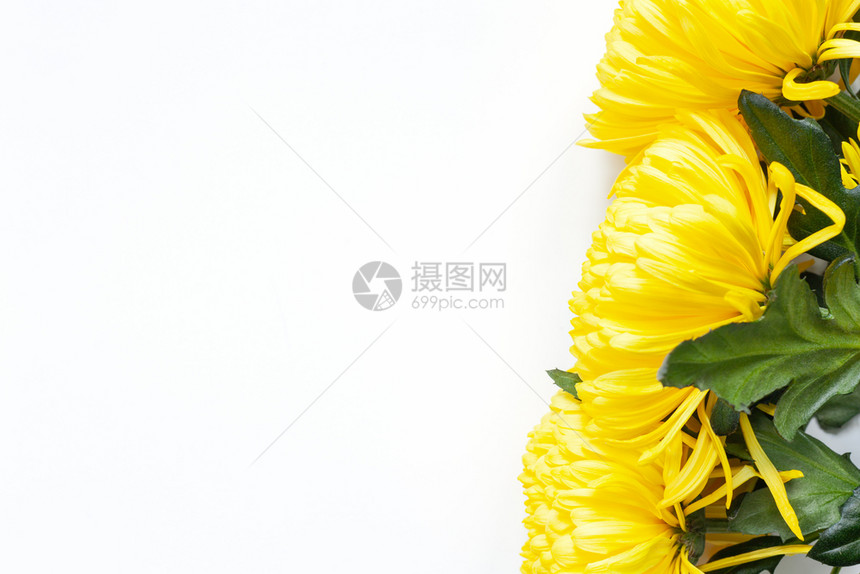 白色背景上充满活力的黄色菊花平坦的横向右角位置带有贺卡社交媒体送花母亲日妇女复制空间的嘲笑新鲜作品植物图片