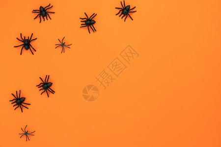 万圣节的黑蜘蛛背景图片