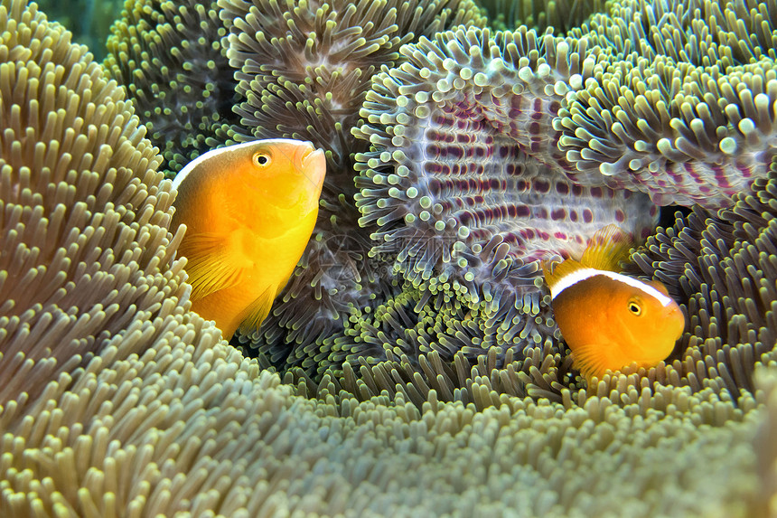 杂草橙色臭鼬小丑鱼Amphiprionsandaracinos壮丽的海葵RitterianemoneHeteractismagn图片