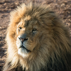 危险勇敢的非洲男狮子肖像望着相机图片