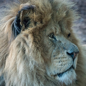 猫成人凶猛的男狮子肖像不看镜头图片