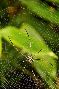图虫网环境荒芜之地动物群热带蜘蛛辛哈拉公园雨林辛哈拉贾森保护区世界遗产地点教科文组织生物圈保护区斯里兰卡荒野地区亚洲和印度背景