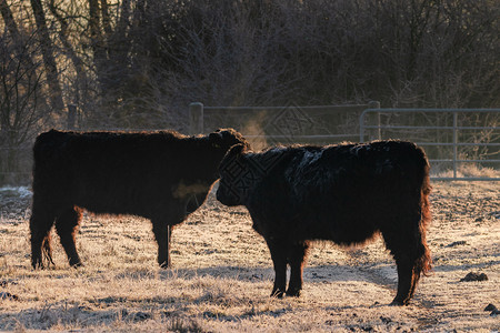 贝奥巴赫滕纳豪夫姆Gallowayrsquos牛冬天的早晨太阳鲁希格图片
