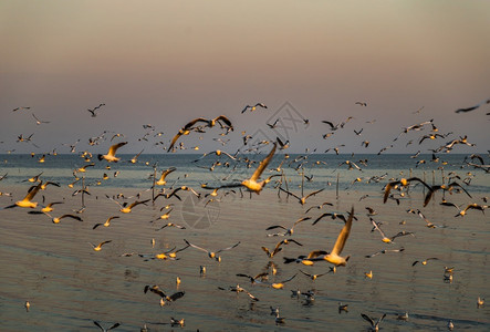 明亮的海岸暮在泰国邦浦海滨低潮下一群海鸥日落时在黄昏飞行图片