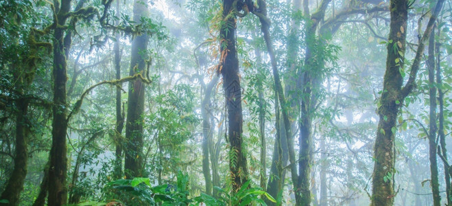 毛相林雨季纯热带林在树干中生长的红叶绿色热带植物以软结为焦点树木相松弛背景