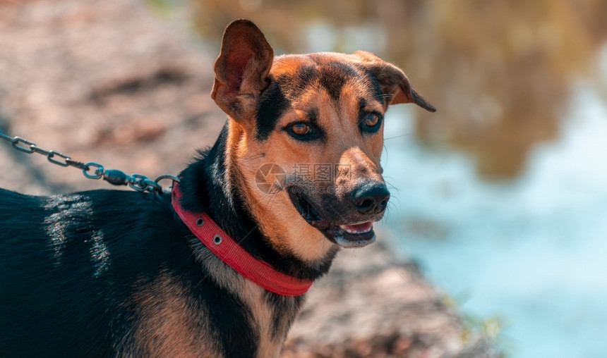 聪明的年轻德国雪帕狗在湖路与主人散步总是一只耳朵听服从训练而狗用皮带的洛亚和可爱同伴概念照片上却只有一耳朵掌握纯种图片