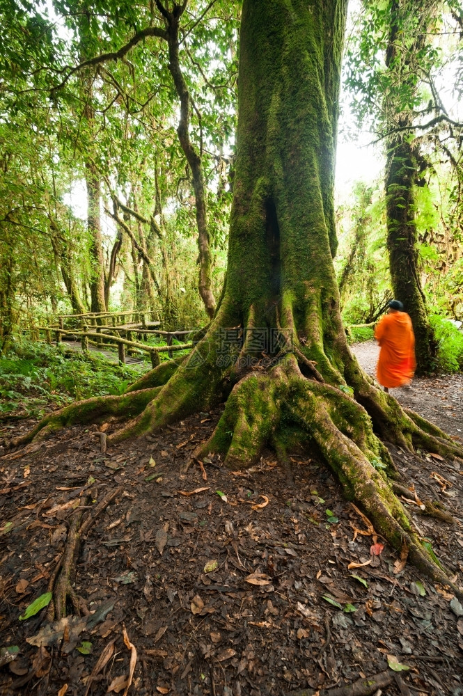 有雾藤本植物蒋泰国多伊印太农公园背景之旅位于泰国多因纳顿公园在泰国的山林丛中闪过树木的阳光束照耀着图片